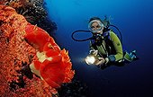 Plunger observing a Spanish Dancer on the coral
