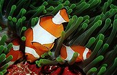 Clown anemomefishes swimming among the anemones Indonesia