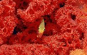 Yellowfin damsel hiding in the coral Indonesia
