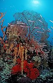 Banc de Fusiliers nageant devant le corail Indonésie ; Hôtel : Wakatobi Dive Resort, Bandasea