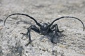 Portrait of longhorn beetle Bulgaria ; @ Bulgarian species