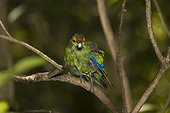 Red-crowned parakeet Tiritiri Matangi island New Zealand