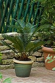 Saga palm on a garden terrace