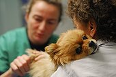Veterinary surgeon woman cutting the nails of a dog