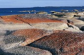 Rivage de granite couvert de Lichen orange Tasmanie
