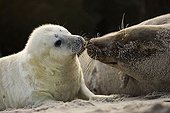 Tendresse entre Blanchon de Phoque gris et sa mère Allemagne ; Localisation: Helgoland.