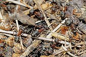 Southern wood Ants working on Ant-hill France