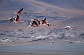 Andean flamingoes in flight Atacama Chile ; Laguna Tuyajto, Paso de Sico road.