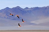 Andean flamingoes in flight Atacama Bolivia