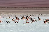 Andean flamingoes flying away Atacama Bolivia