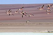 Andean flamingoes in flight Atacama Bolivia