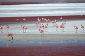 Andean flamingoes on a salty lake Altiplano Bolivia