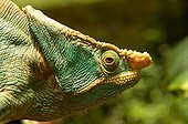Portrait of Parson's Chameleon Madagascar