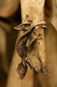 Satanic Leaf-tailed Gecko Madagascar