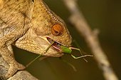 Young Parson's Chameleon eating a locust Madagascar