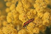 Fire bug on flower of mimosa Massif of Maures France