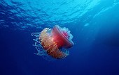 Crown Jellyfish swimming in the Red Sea Egypt