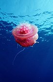 Crown Jellyfish swimming in the Red Sea Egypt