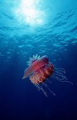 Crown Jellyfish swimming in the Red Sea Egypt
