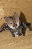 Alpine long-eared bat Austria