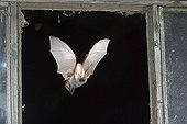 Alpine long-eared bat flying Austria