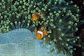Clown anemonefishs in their Sea anemone Indonesia ; Site : Island of Bunaken