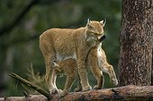 Scène de tendresse entre un jeune et une mère Lynx boréals