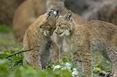 Scène de tendresse entre deux jeunes Lynx boréals