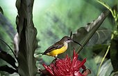 Little Spiderhunter on a Red Ginger Lily flower Java