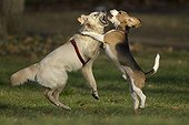 Golden retriever and Beagle jumping to attack themselves