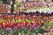 Colorful culture of Tulip Britzer Garden Berlin Germany