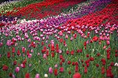 Colorful culture of Tulip Britzer Garden Berlin Germany