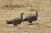 Buff-crested bustards females Ruaha Tanzania