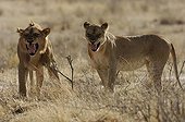 Couple of Lions threatening Ruaha Tanzania