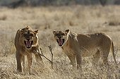 Couple of Lions threatening Ruaha Tanzania