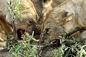 Lionnesses fighting for a dead Cape buffalo Ruaha Tanzania ; Intimidation between lioness to appropriate the better part of this young buffalo.