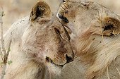 Tendresse entre un Lion et une Lionne Ruaha Tanzanie ; Le lion et la lionne sont issus d'une même portée.