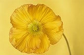 Yellow Poppy Flower Germany