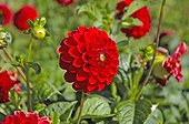 Dahlia in bloom France