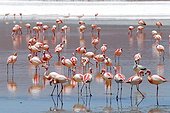 Andean Flamingoes Laguna Colorada Altiplano Bolivia