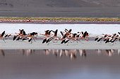 Andean Flamingoes Laguna Colorada Altiplano Bolivia