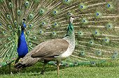 Couple of Indian Peafowls Yonne France ; Forest of Boutissaint<br>