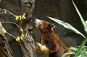 Female Matschie's Tree Kangaroo Bronx Zoo New York ; Conservation Program for endangered species<br>