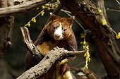 Female Matschie's Tree Kangaroo Bronx Zoo New York ; Conservation Program for endangered species<br>