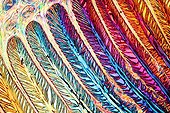 Transversal cut of an hoof of horse under microscope ; Lighting in polarized light, trim Bereck, enlargement x 50.