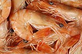 Cooked prawn in close-up France ; Prawns farmed in Madagascar