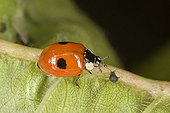 Twospotted lady beetle eating an aphid on a leaf