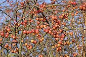 Ornemental Apple tree in fruit in december France