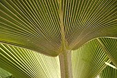 Detail of a leaf of Fiji fan palm Senegal