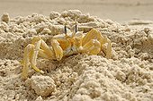 Ghost crab in sand Langue de Barbarie NP senegal